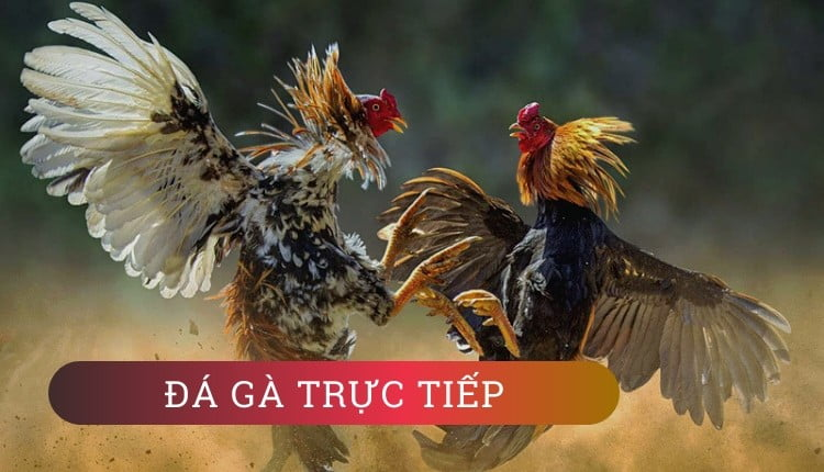 Đá gà trực tiếp campuchia sv388