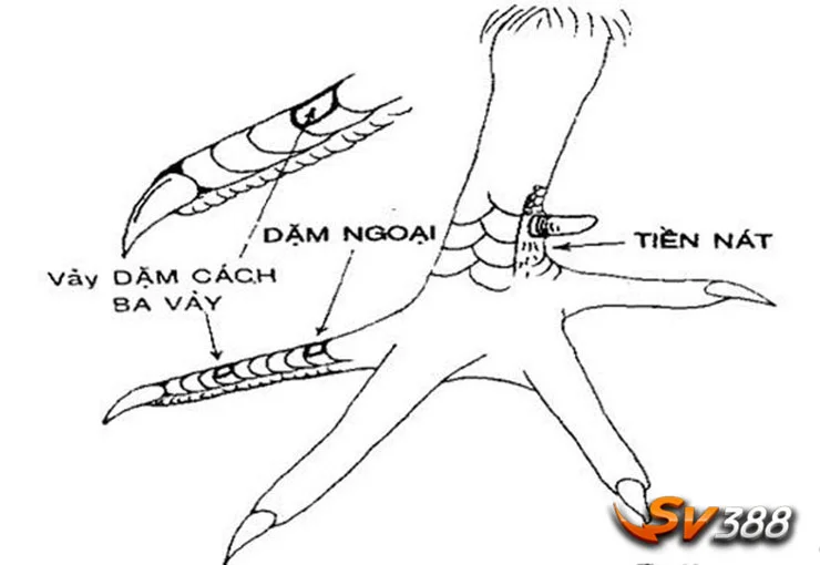 Cảnh báo! Cách xem vảy gà tốt xấu để tránh nhận nhầm