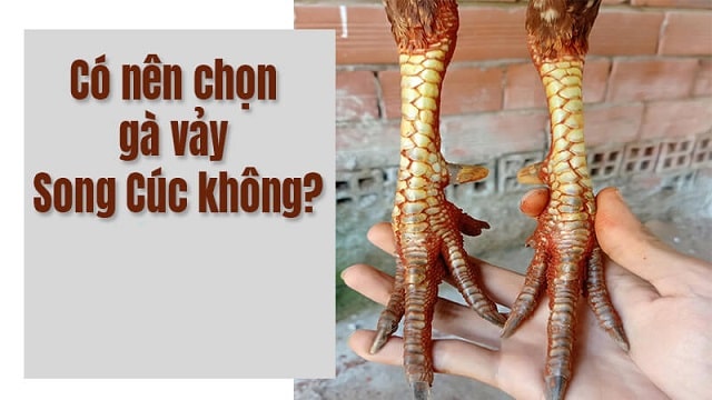 Vảy Song Cúc Là Gì? Có Nên Chọn Gà Vảy Song Cúc?